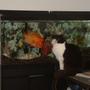 55 gallons freshwater fish tank (mostly fish and non-living decorations) - Otis Red Devil Cichlid and Silvester the Cat