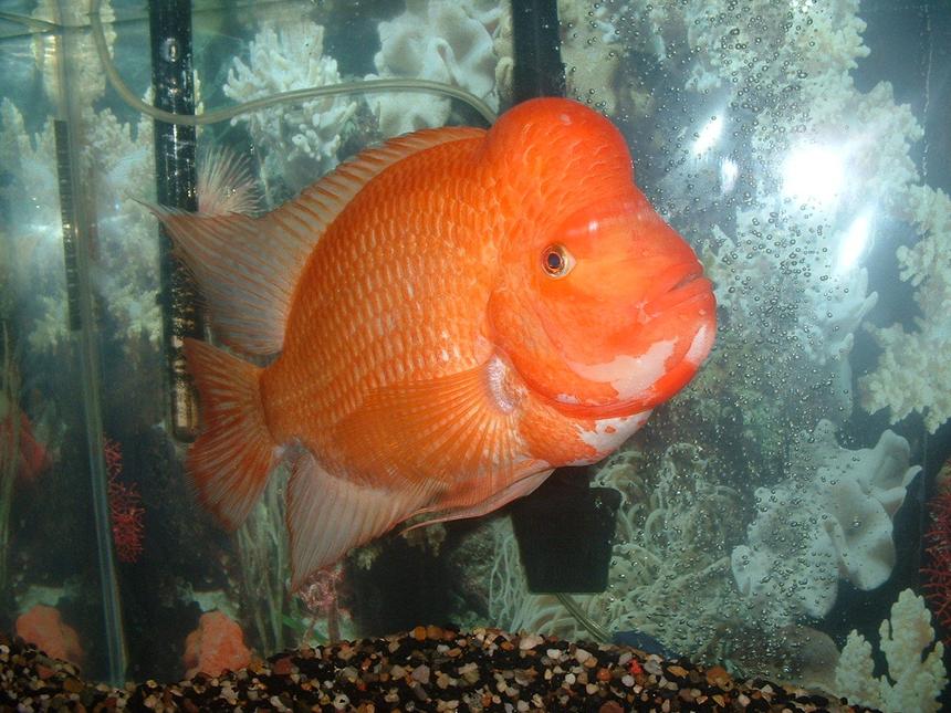 Rated #77: Freshwater Fish - Amphilophus Labiatus - Red Devil Stocking In 55 Gallons Tank - Red Devil Otis