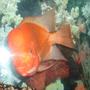 freshwater fish - amphilophus labiatus - red devil stocking in 55 gallons tank - Red Devil