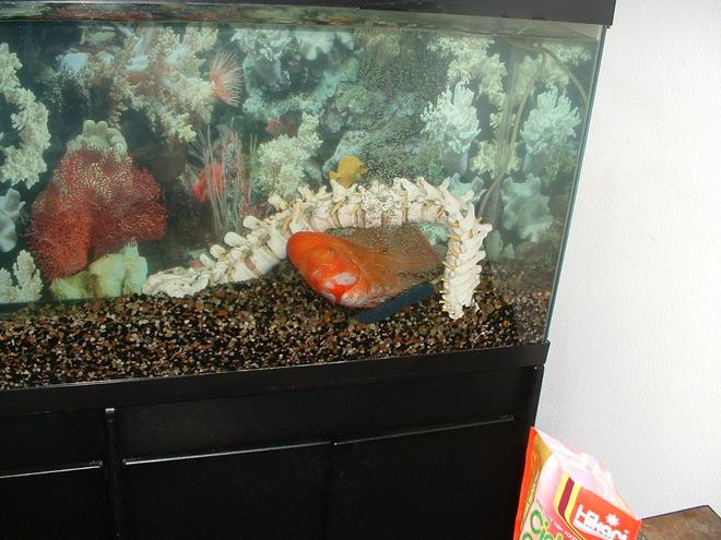 55 gallons freshwater fish tank (mostly fish and non-living decorations) - Red Devil doing loops around his spine