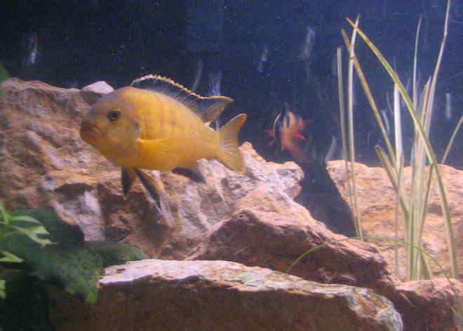 freshwater fish - aulonocara baenschi - sunshine peacock stocking in 55 gallons tank - hard time identifying this one.  he resembles 2-3 different species.  forgot names, will post soon.