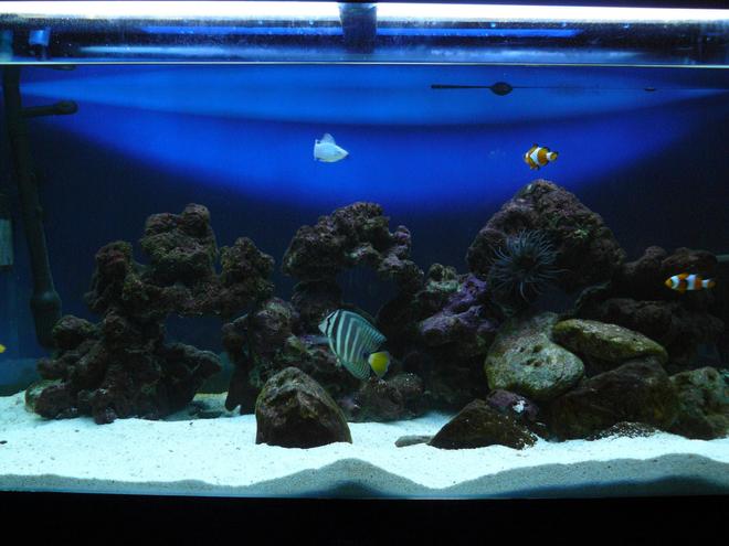 60 gallons saltwater fish tank (mostly fish, little/no live coral) - my tank