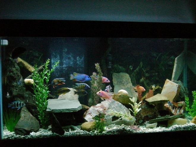 90 gallons freshwater fish tank (mostly fish and non-living decorations) - Cichlid Paradise