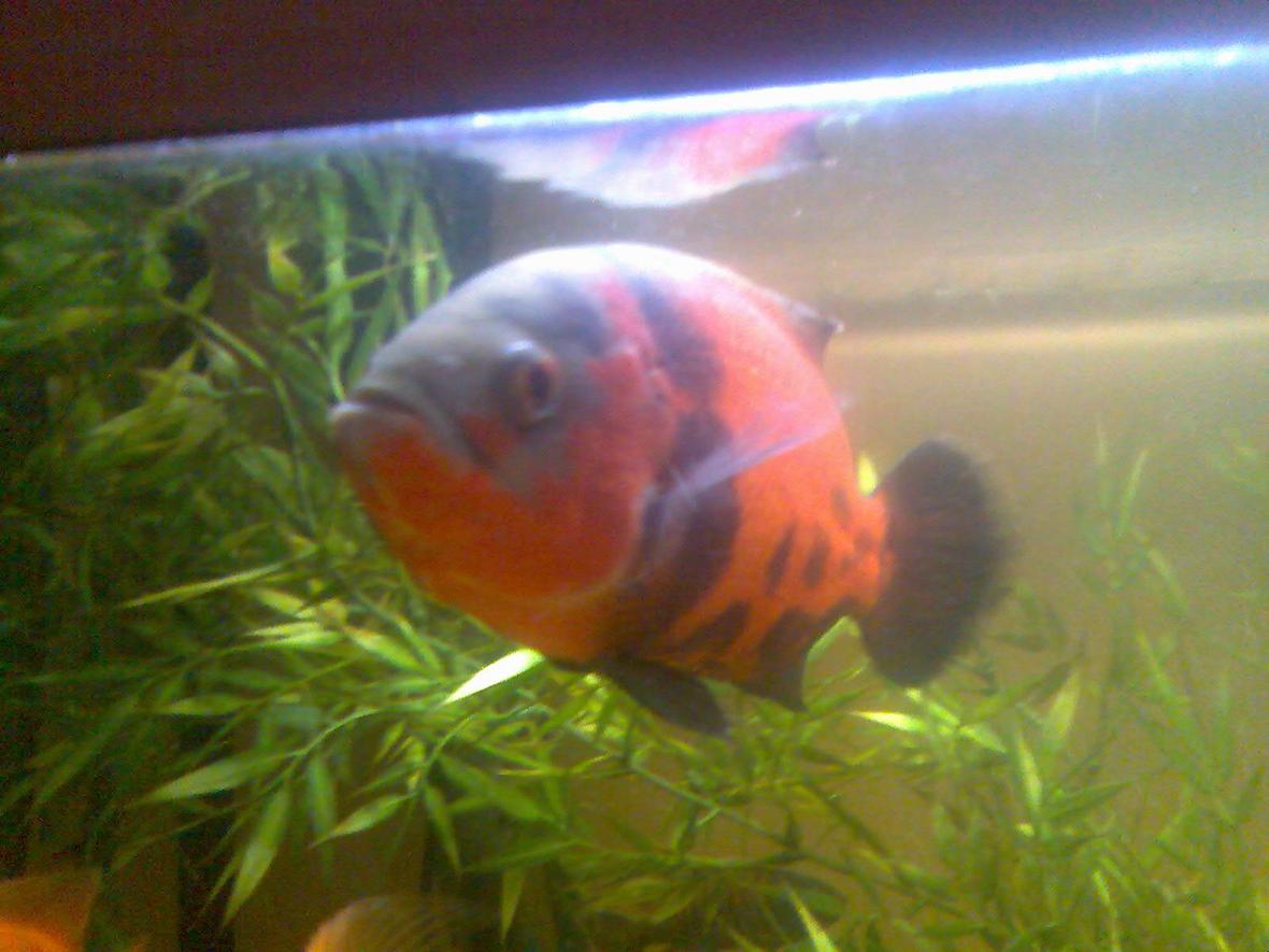 freshwater fish - astronotus ocellatus - red oscar stocking in 100 gallons tank - manson