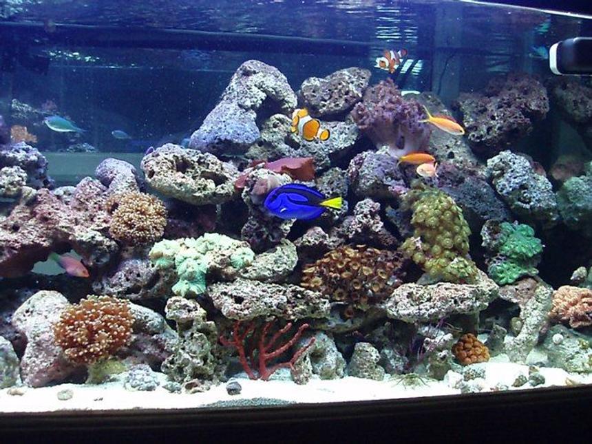 Rated #36: 75 Gallons Reef Tank - yes