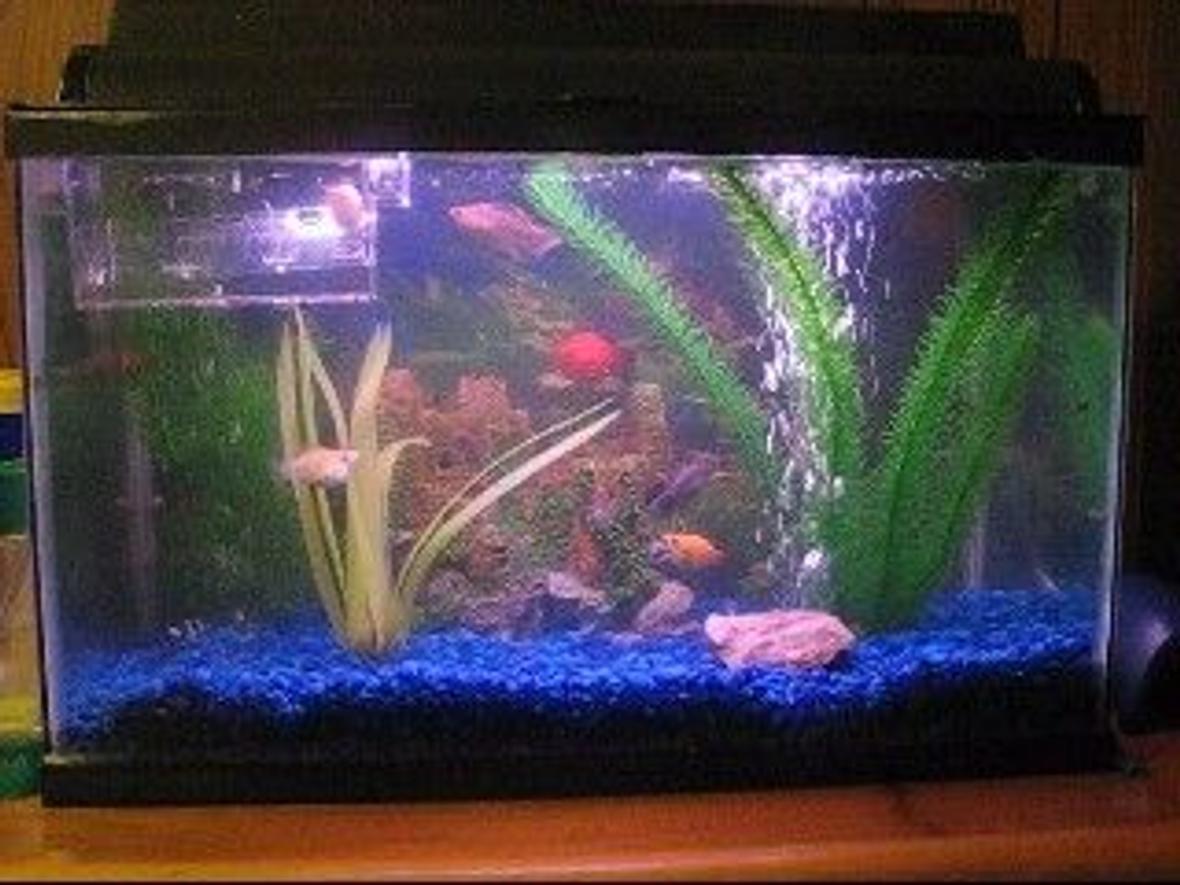 10 gallons freshwater fish tank (mostly fish and non-living decorations) - One of my tanks