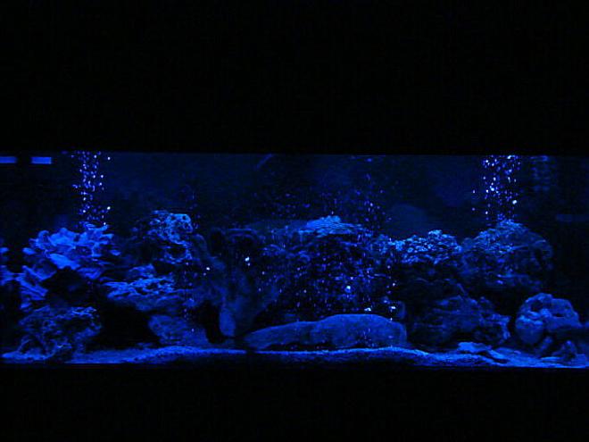 75 gallons freshwater fish tank (mostly fish and non-living decorations) - "BLUE LIGHT SPECIAL"
i told u i keep switchn channels on ya'll
                    drivnbyinsanity