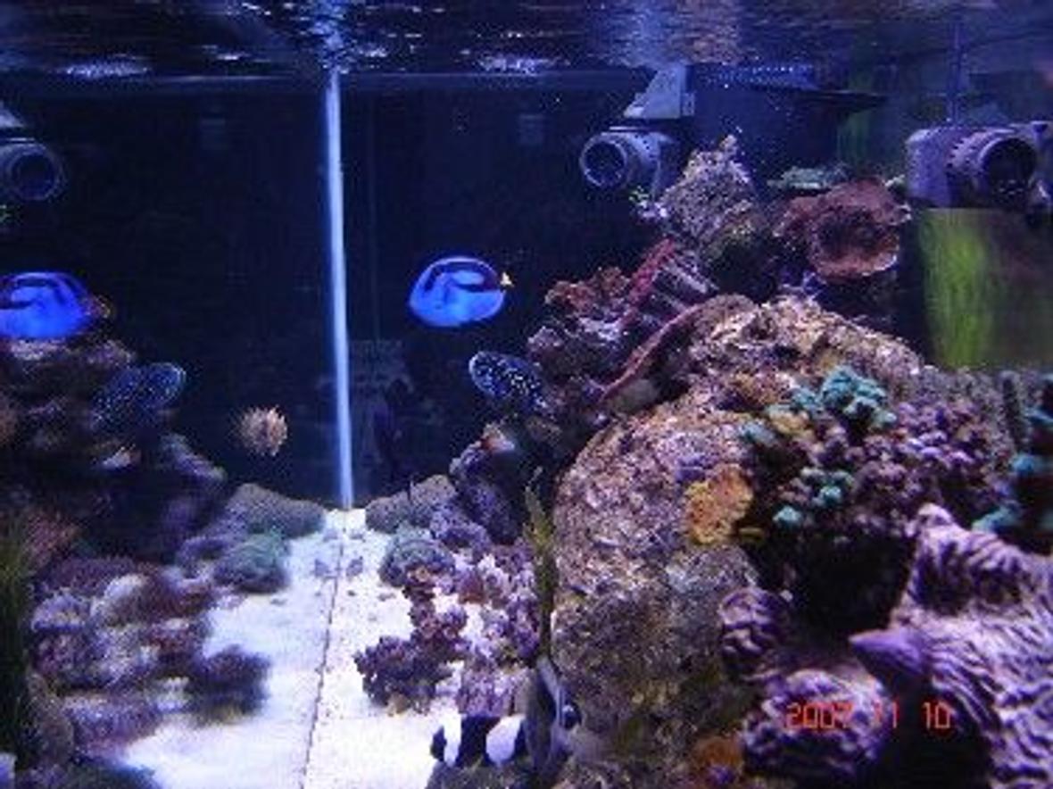 fish tank picture - from right looking through
