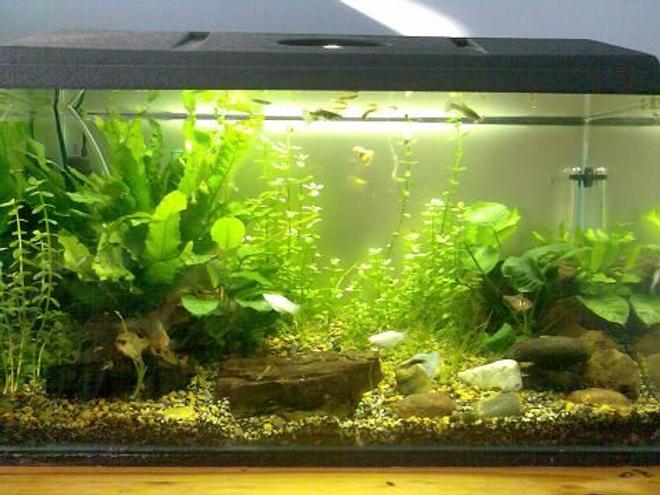 12 gallons planted tank (mostly live plants and fish) - Here is my tank