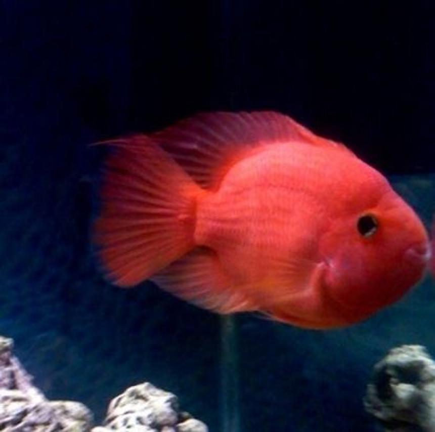 Rated #1876: Freshwater Fish - Heros Severus X Amphilophus Citrinellum - Blood Parrot - My blood parrot "Pinky". She's a King Kong parrot and about 10" in length. She's also 8 years old now. At the moment she lives in a 55g but will be upgrading to the 75g soon.
Absolutely vicious fish. I adore her!!