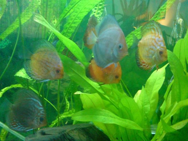 freshwater fish - symphysodon sp. - white discus stocking in 100 gallons tank - ghost