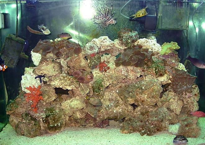 110 gallons saltwater fish tank (mostly fish, little/no live coral) - 110 Tall, polished end.