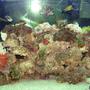 110 gallons saltwater fish tank (mostly fish, little/no live coral) - 110 Tall, polished end.