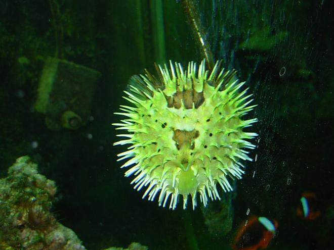 saltwater fish - diodon holocanthus - porcupine puffer stocking in 110 gallons tank - Porcupine puffer, puffed up.