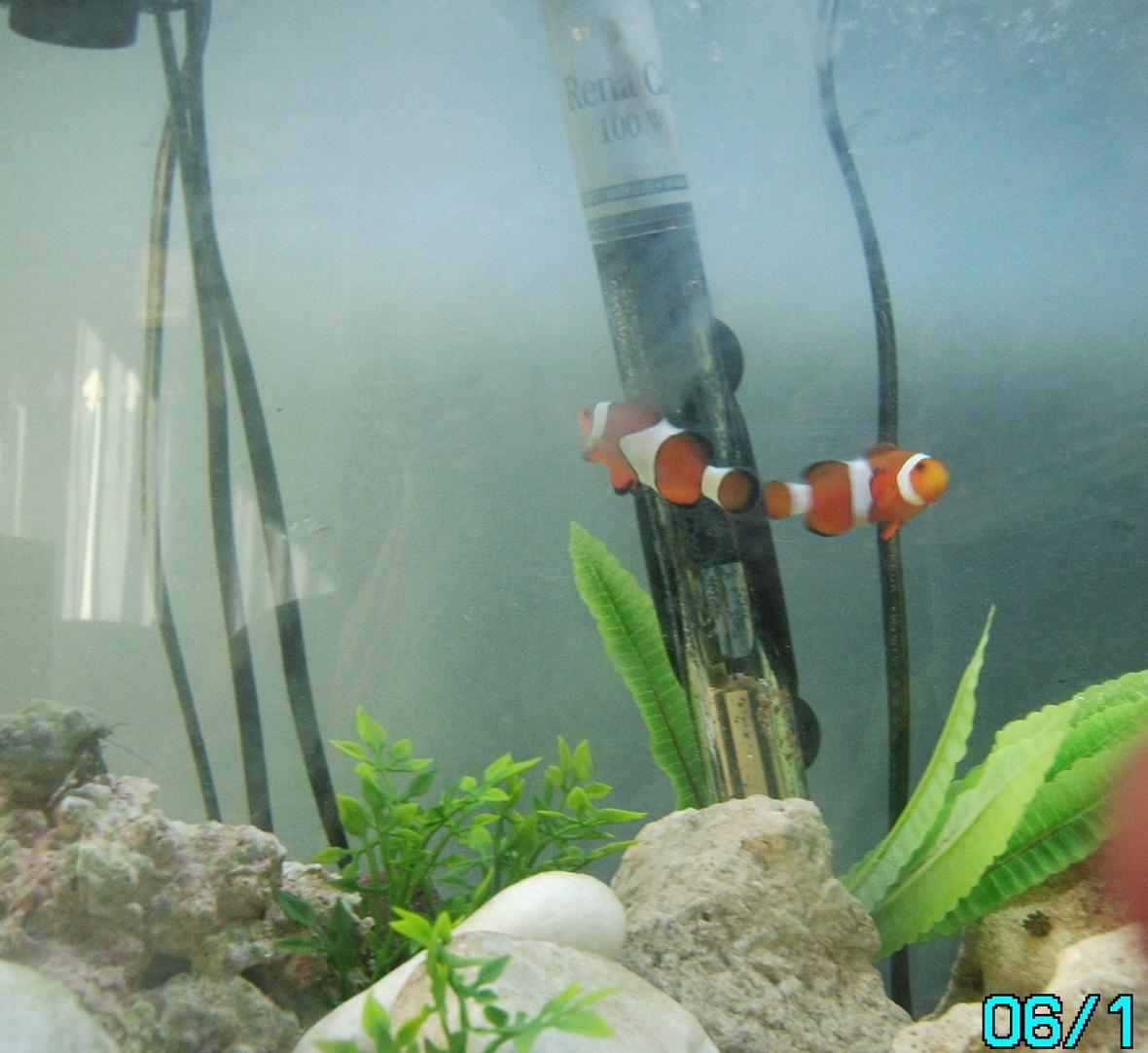 saltwater fish - amphiprion percula - true percula clownfish stocking in 10 gallons tank - my first marine tank work in progress only 3 weeks old
