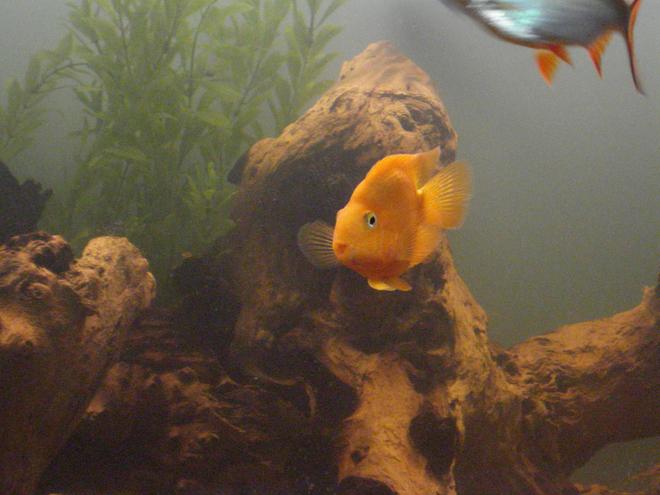 freshwater fish - heros severus x amphilophus citrinellum - blood parrot stocking in 265 gallons tank - too cute