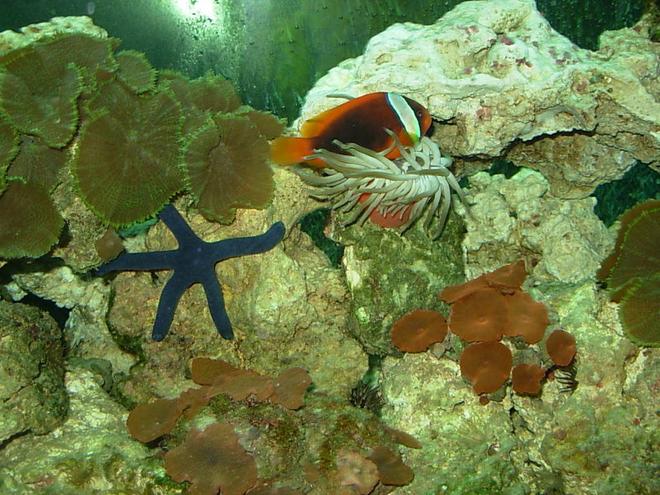 saltwater fish - amphiprion frenatus - tomato clownfish stocking in 110 gallons tank - clown