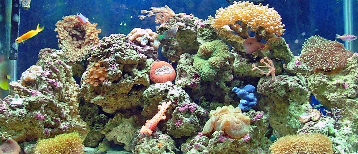 65 gallons reef tank (mostly live coral and fish) - 65 gallon reef