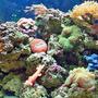 65 gallons reef tank (mostly live coral and fish) - 65 gallon reef