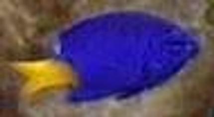 saltwater fish - chrysiptera parasema - yellowtail damselfish stocking in 30 gallons tank - my fish
