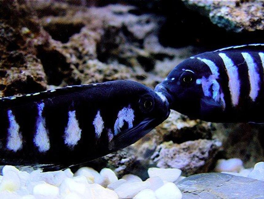 Rated #7: Freshwater Fish - Pseudotropheus Demasoni - Demasoni Cichlid Stocking In 60 Gallons Tank - A little Father and Son brawl over the nice cave in the corner.
