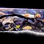 60 gallons freshwater fish tank (mostly fish and non-living decorations) - More recent shot of my main African tank.