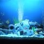 60 gallons freshwater fish tank (mostly fish and non-living decorations) - Cichi