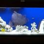 55 gallons saltwater fish tank (mostly fish, little/no live coral) - My 55g Saltwater Tank