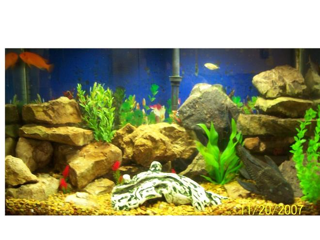 29 gallons freshwater fish tank (mostly fish and non-living decorations) - My fish Tank