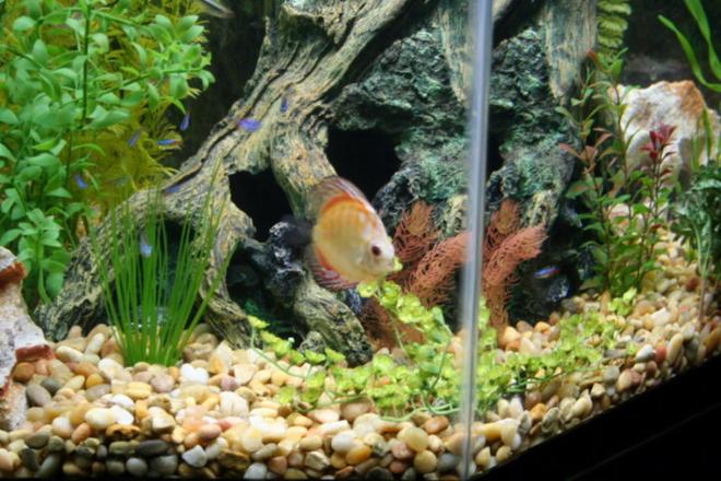 freshwater fish - symphysodon sp. - yellow marlboro discus stocking in 44 gallons tank - Discus
