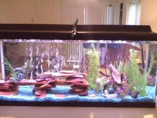 55 gallons freshwater fish tank (mostly fish and non-living decorations) - Re-arranged my tank after the  last cleaning.