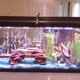 55 gallons freshwater fish tank (mostly fish and non-living decorations) - Re-arranged my tank after the last cleaning.