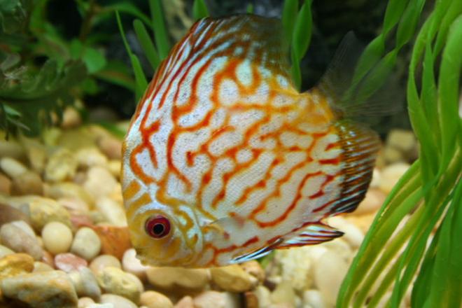 freshwater fish - symphysodon spp. - red turquoise discus stocking in 44 gallons tank - Discus