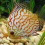 freshwater fish - symphysodon spp. - red turquoise discus stocking in 44 gallons tank - Discus