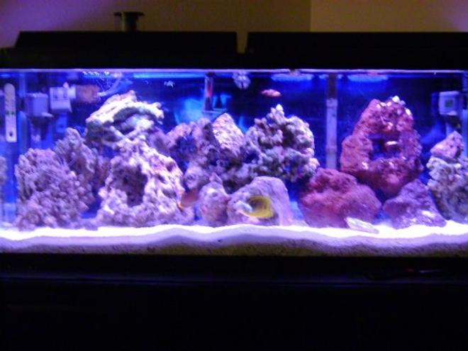 55 gallons saltwater fish tank (mostly fish, little/no live coral) - 55 gallon saltwater