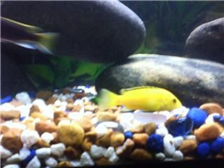 Rated #221: Freshwater Fish - Labidochromis Caeruleus - Electric Yellow Cichlid - Yellow Lab with Acei swimming by