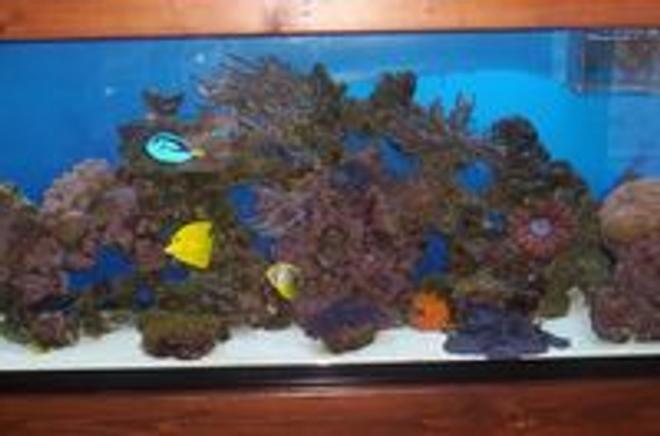 55 gallons reef tank (mostly live coral and fish) - 11/2007