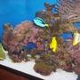 fish tank picture - 11/2007