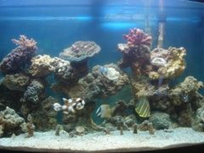Rated #48: 46 Gallons Saltwater Fish Tank - My pride and joy, 46 Gallon Bowfront 3 Months up and running.