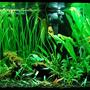 75 gallons planted tank (mostly live plants and fish) - 75 gallon planted tank