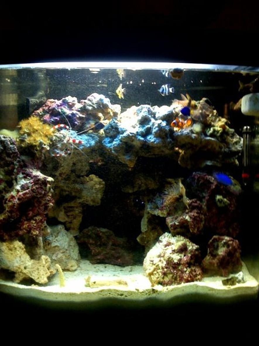 Rated #155: 24 Gallons Reef Tank - My newly built tank, just 3 months old.