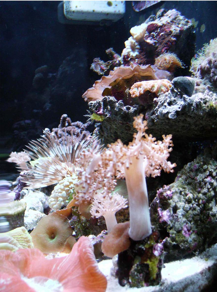 Rated #19: Corals Inverts - Sabellastarte Sp. - Feather Duster Stocking In 24 Gallons Tank - 24 gal side view
FRAGS 4 LIFE