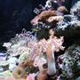 corals inverts - sabellastarte sp. - feather duster stocking in 24 gallons tank - 24 gal side view FRAGS 4 LIFE