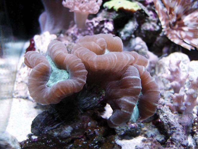 corals inverts - caulastrea furcata - candy cane coral stocking in 24 gallons tank - Giant Candy?