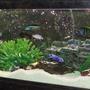 6 gallons freshwater fish tank (mostly fish and non-living decorations) - africans