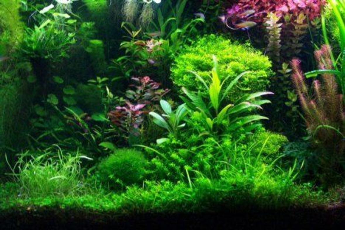 58 gallons planted tank (mostly live plants and fish) - Office Aquascape
