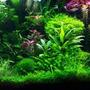 58 gallons planted tank (mostly live plants and fish) - Office Aquascape