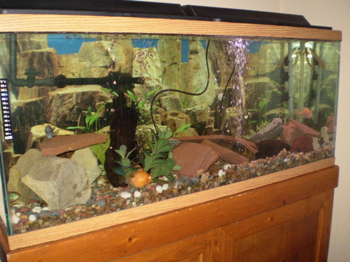 55 gallons freshwater fish tank (mostly fish and non-living decorations) - my 55 gal