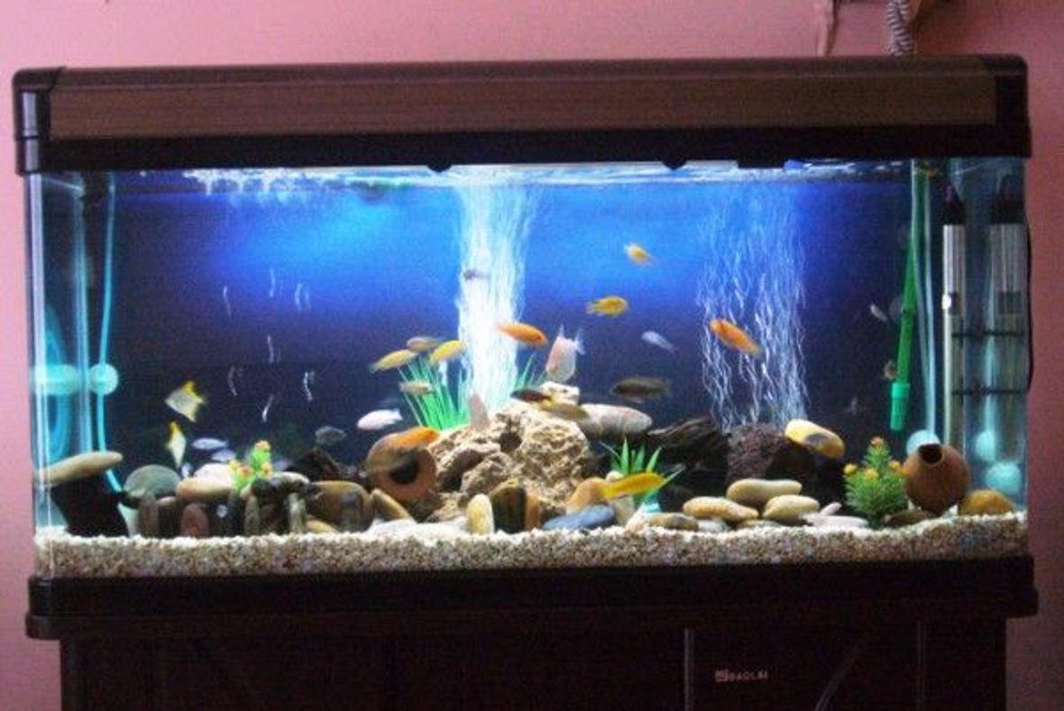 60 gallons freshwater fish tank (mostly fish and non-living decorations) - my coloured cichlids