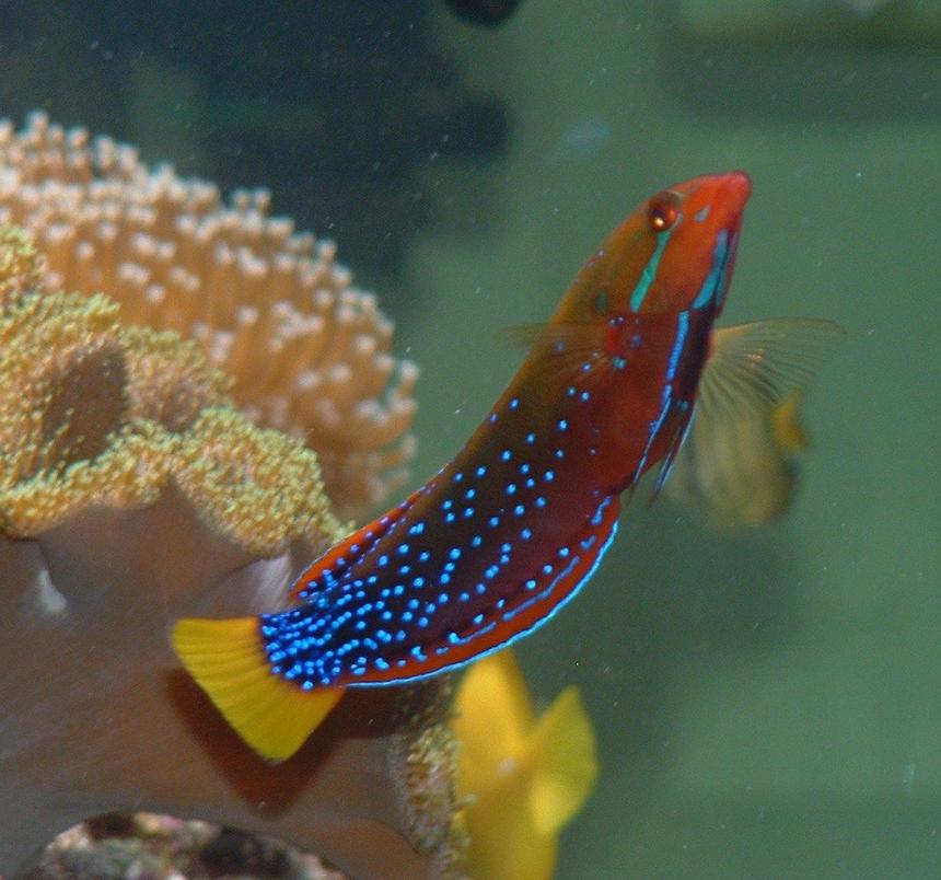 Rated #41: Saltwater Fish - Coris Gaimard - Red Coris Wrasse Stocking In 91 Gallons Tank - wrasses